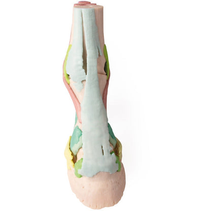 Foot of a Horse - Model 1 - Erler Zimmer