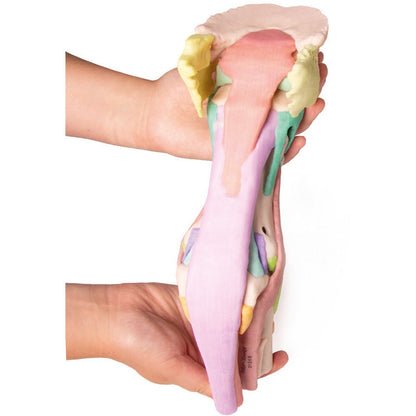 Foot of a Horse - Model 1 - Erler Zimmer