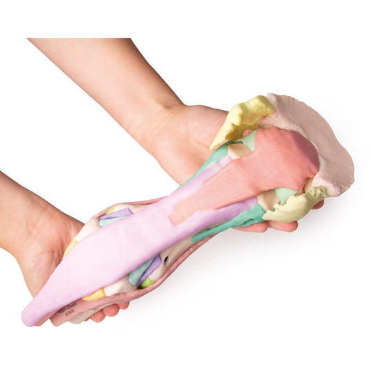 Foot of a Horse - Model 1 - Erler Zimmer