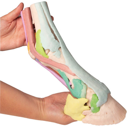 Foot of a Horse - Model 1 - Erler Zimmer