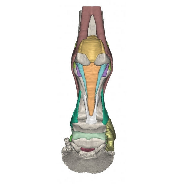 Foot of a Horse - Model 2 - Erler Zimmer