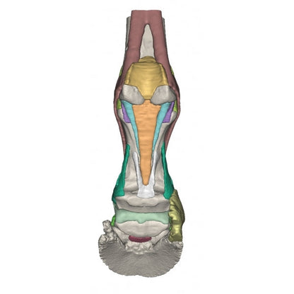 Foot of a Horse - Model 2 - Erler Zimmer