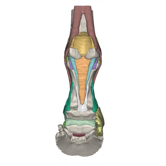 Foot of a Horse - Model 2 - Erler Zimmer