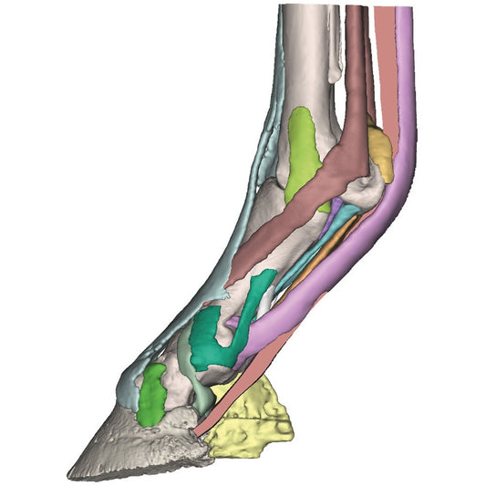 Foot of a Horse - Model 3 - Erler Zimmer