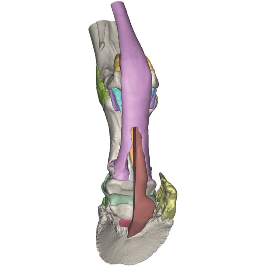 Foot of a Horse - Model 3 - Erler Zimmer