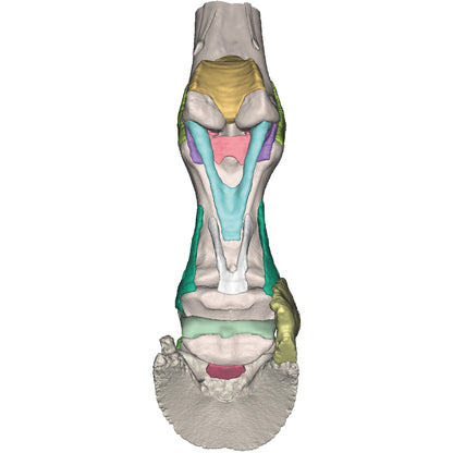 Foot of a Horse - Model 4 - Erler Zimmer
