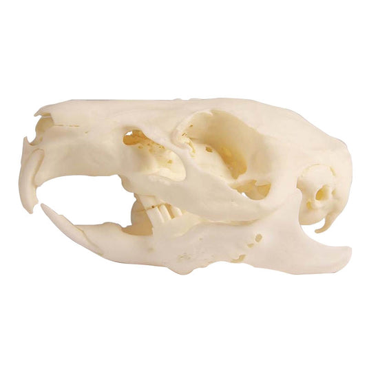 Guinea Pig Skull With Changeable Pathological Jaw - Erler Zimmer