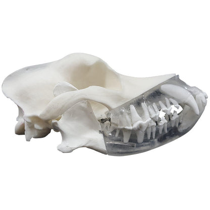 Canine Dental Technician Model