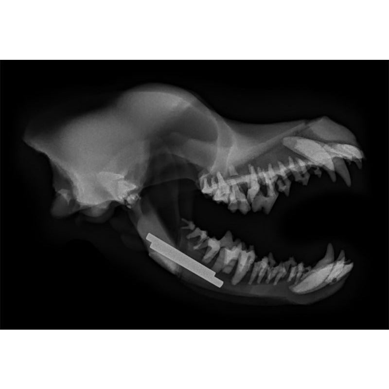 Canine Dental / Surgical Model