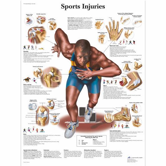 Sports Injuries Chart - 3B Scientific