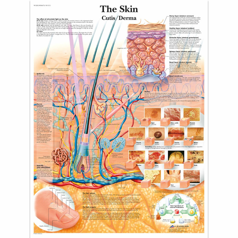 Skin Direction Chart The Skin Chart – Medisave UK