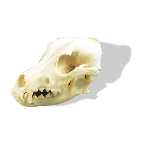 Dog Skull, Small Size - Erler Zimmer
